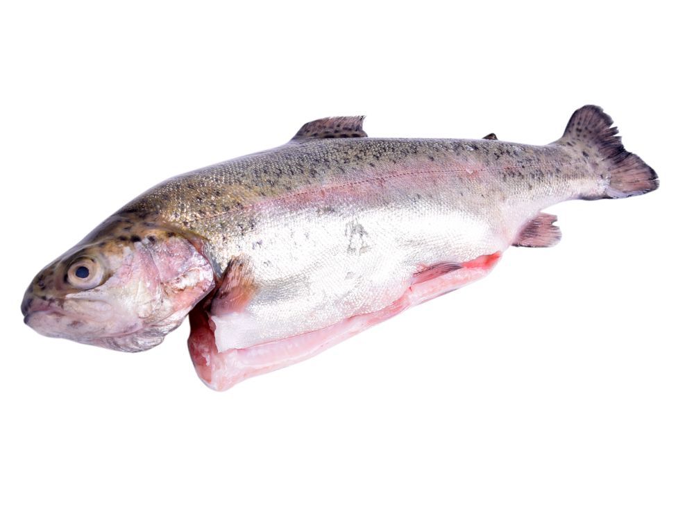 Verse forel